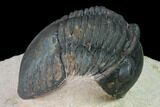 Paralejurus Trilobite From Morocco - Check Out The Eye Facets #171497-5